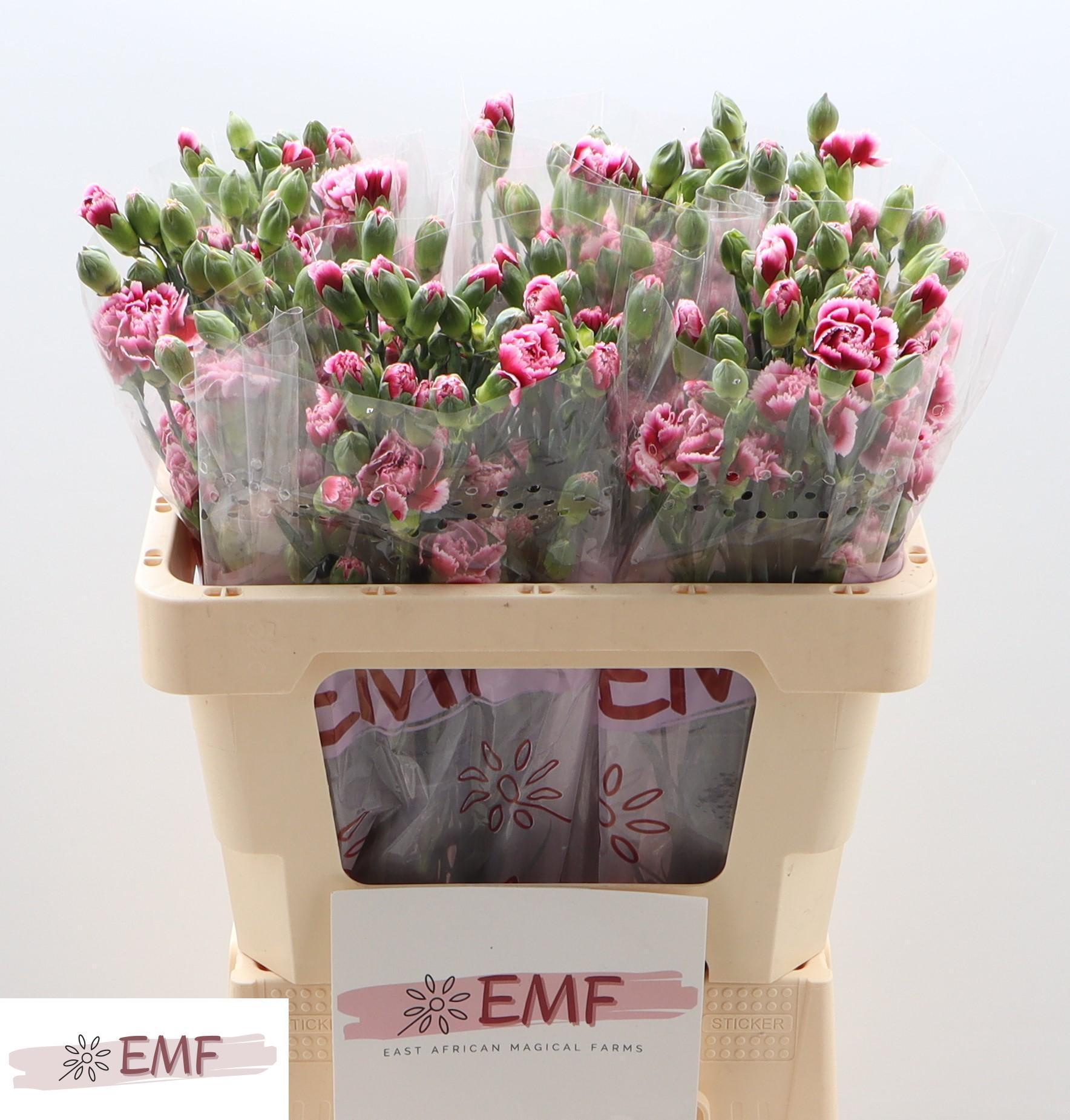 Срезанные цветы оптом Dianthus sp salsa от 60шт из Голландии с доставкой по России