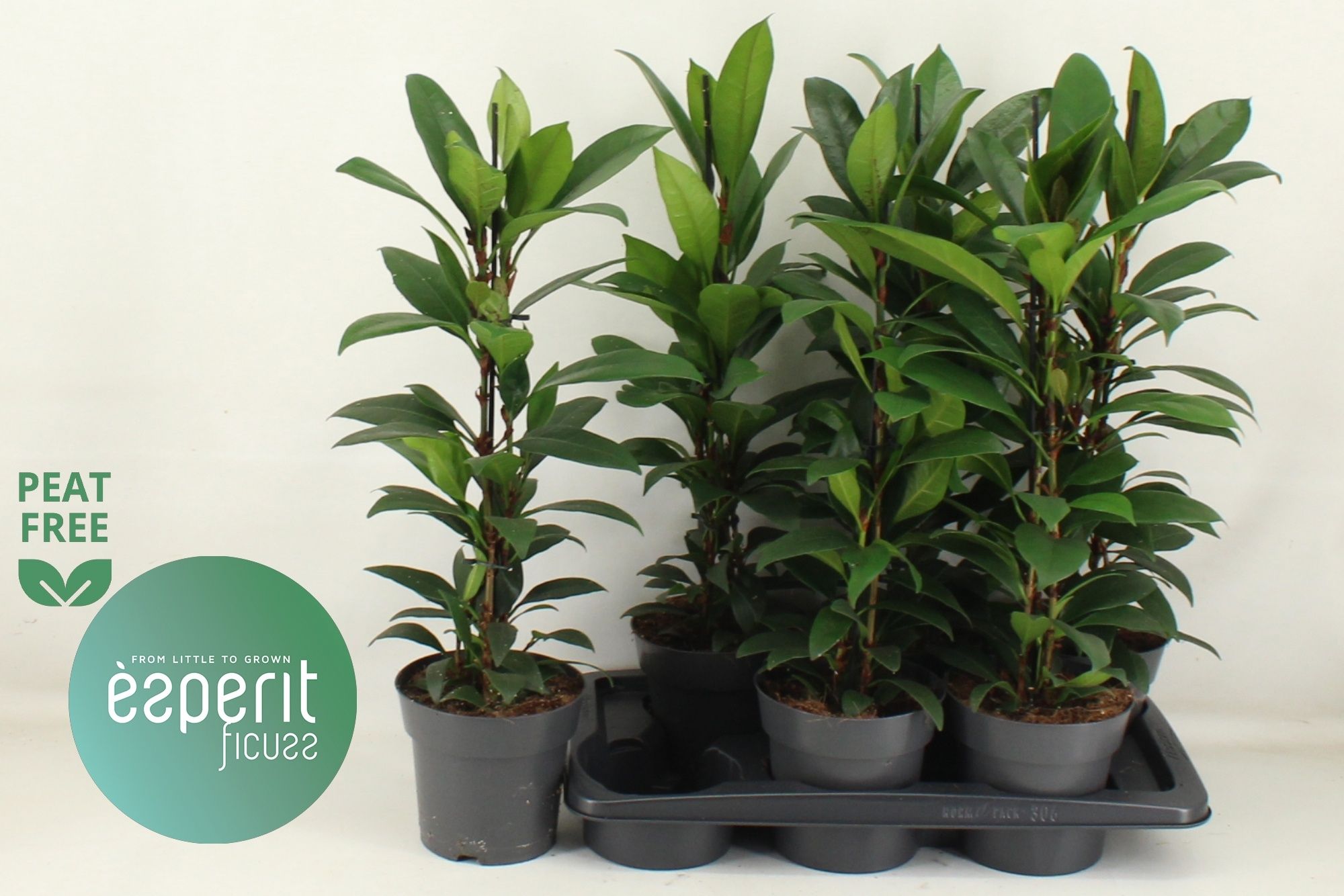 Горшечные цветы и растения оптом Fic Cyat Compacta от 6шт из Голландии с доставкой по России