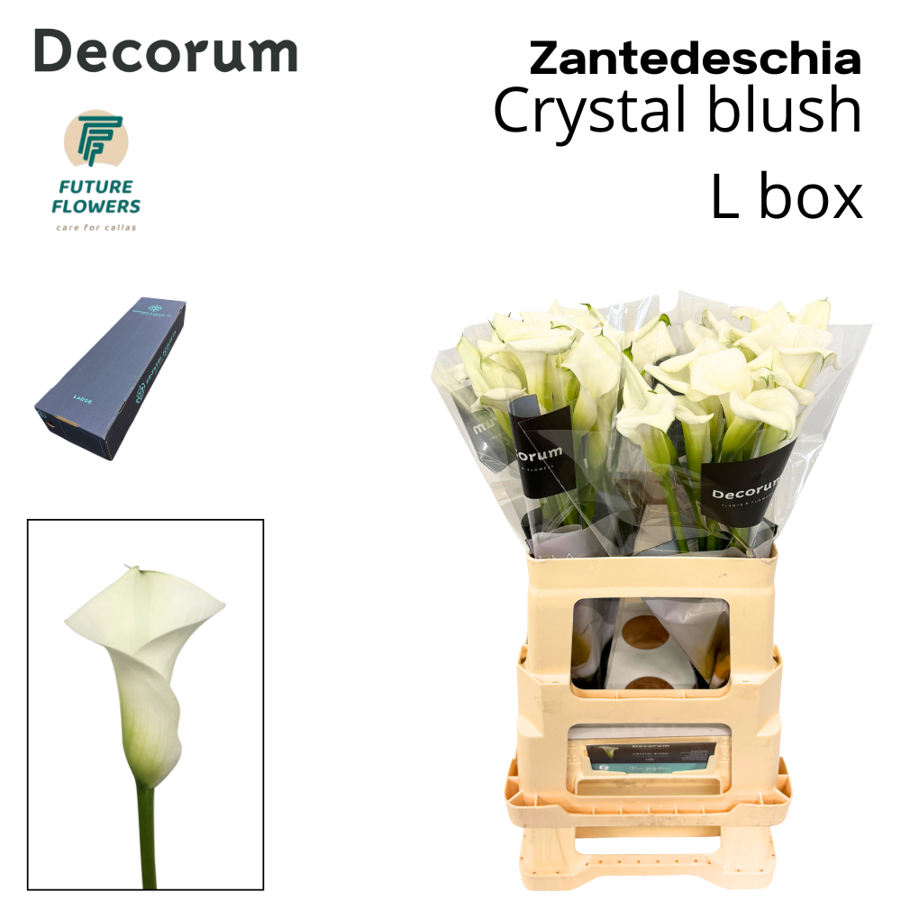 Срезанные цветы оптом Zantedeschia crystal blush от 200шт из Голландии с доставкой по России