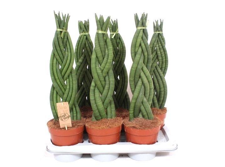 Горшечные цветы и растения оптом Sansevieria Twister от 6шт из Голландии с доставкой по России