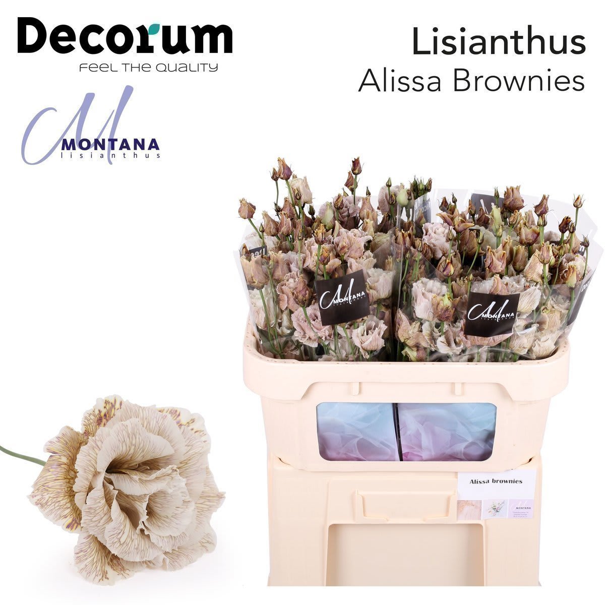 Срезанные цветы оптом Lisianthus do paint alissa brownies от 40шт. из Голландии с доставкой по России