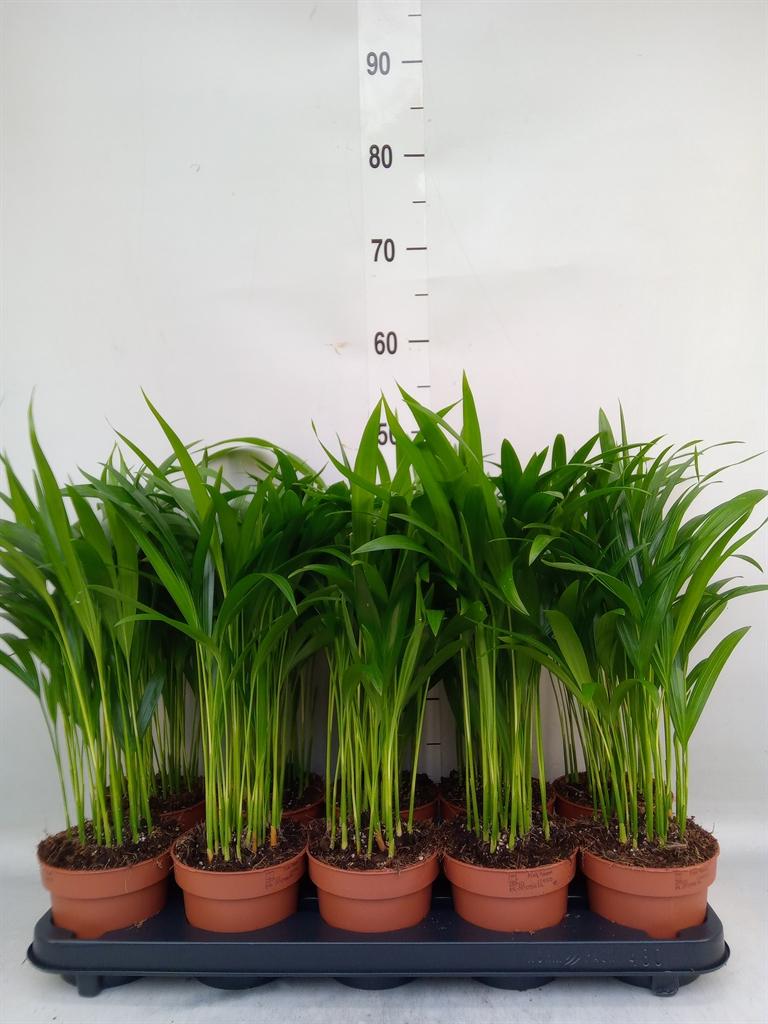 Горшечные цветы и растения оптом Dypsis Lutescens   ...chrysalidoca от 10шт из Голландии с доставкой по России