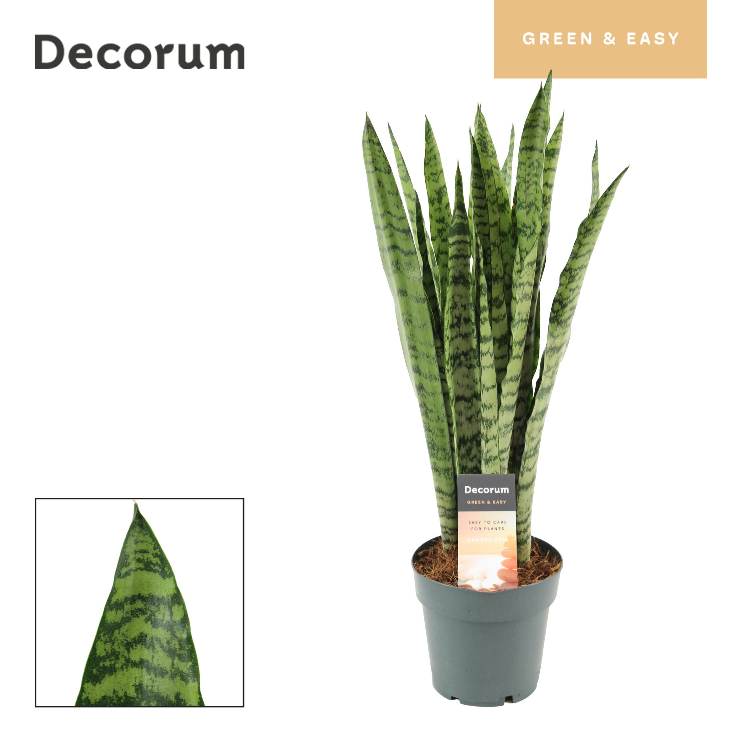 Горшечные цветы и растения оптом Sansevieria Wintergreen (decorum) от 7шт из Голландии с доставкой по России