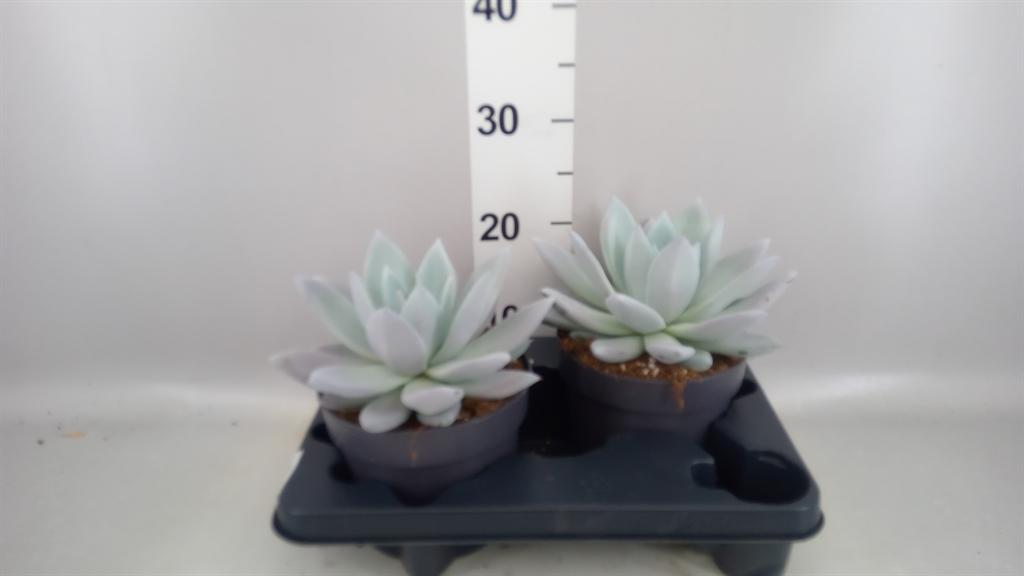 Горшечные цветы и растения оптом Echeveria mexican Giant от 2шт из Голландии с доставкой по России