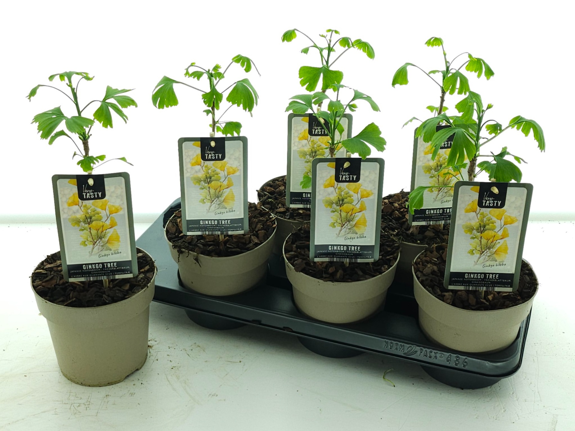 Горшечные цветы и растения оптом Ginkgo Biloba от 6шт из Голландии с доставкой по России