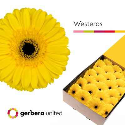 Срезанные цветы оптом Gerbera westeros от 50шт из Голландии с доставкой по России
