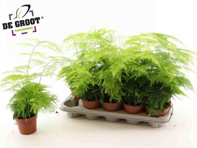 Горшечные цветы и растения оптом Aspar Setaceus P12 от 10шт из Голландии с доставкой по России