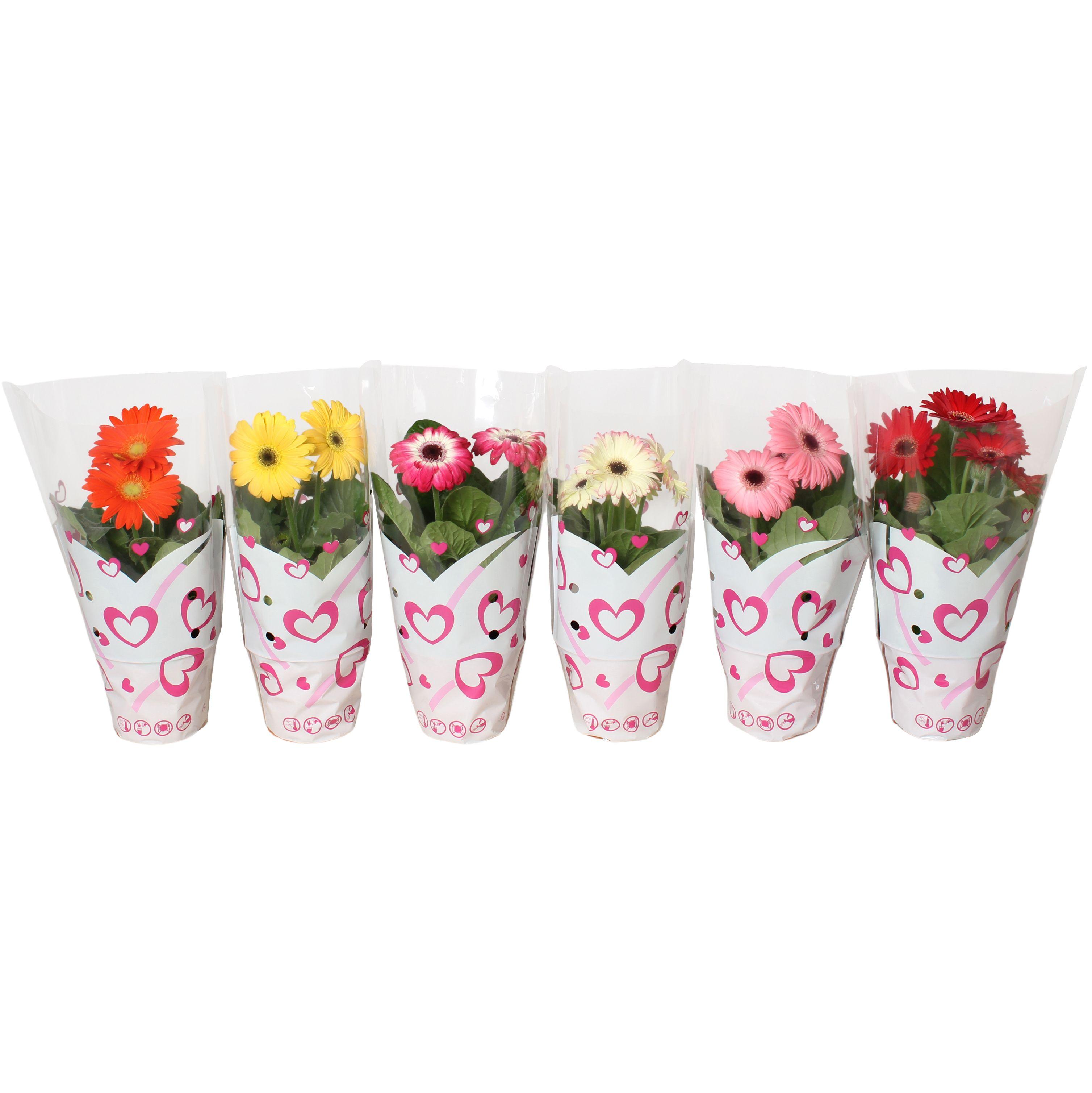 Горшечные цветы и растения оптом Gerbera Mix Hart Sleeve 2+ от 1шт (для телеги) из Голландии с доставкой по России