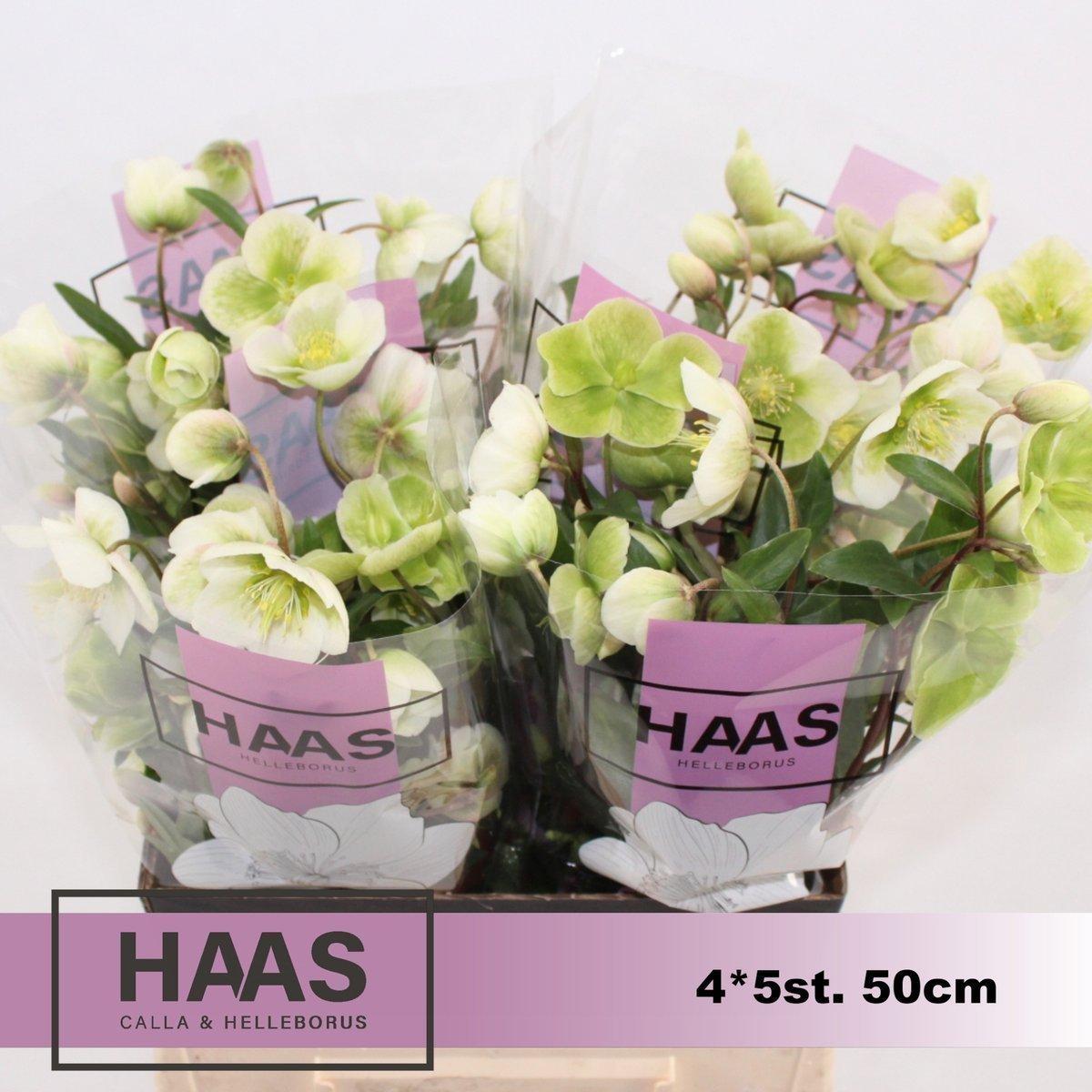 Срезанные цветы оптом Helleborus magnificent bells от 20шт из Голландии с доставкой по России