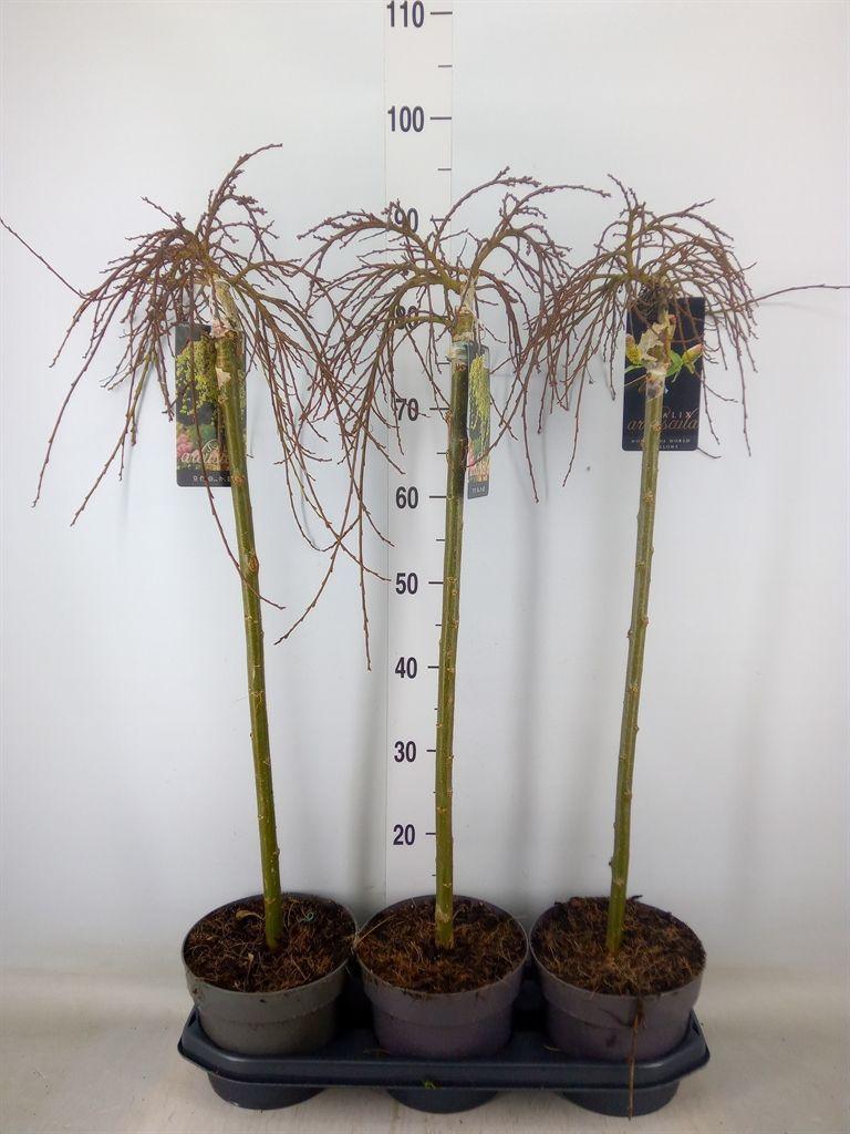 Горшечные цветы и растения оптом Salix Arbuscula от 3шт из Голландии с доставкой по России