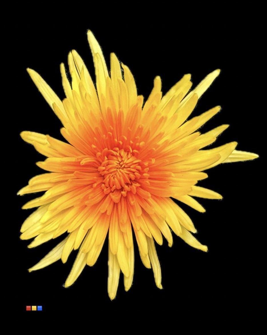 Срезанные цветы оптом Chrys bl paint anastasia yellow-orange eye от 60шт из Голландии с доставкой по России