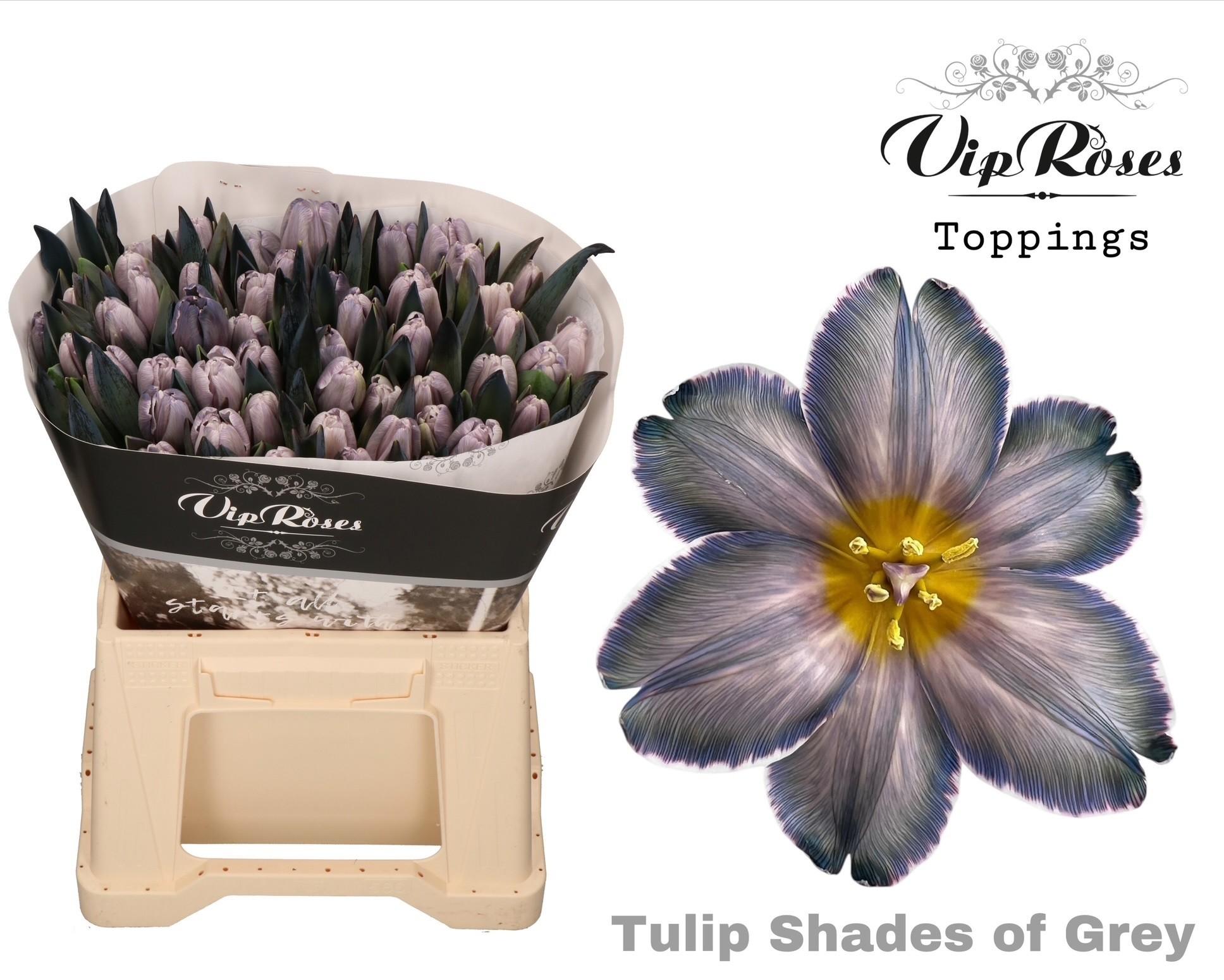 Срезанные цветы оптом Tulipa si paint shades of grey от 50шт из Голландии с доставкой по России
