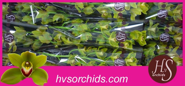 Срезанные цветы оптом Cymbidium green jungle trail от 12шт из Голландии с доставкой по России