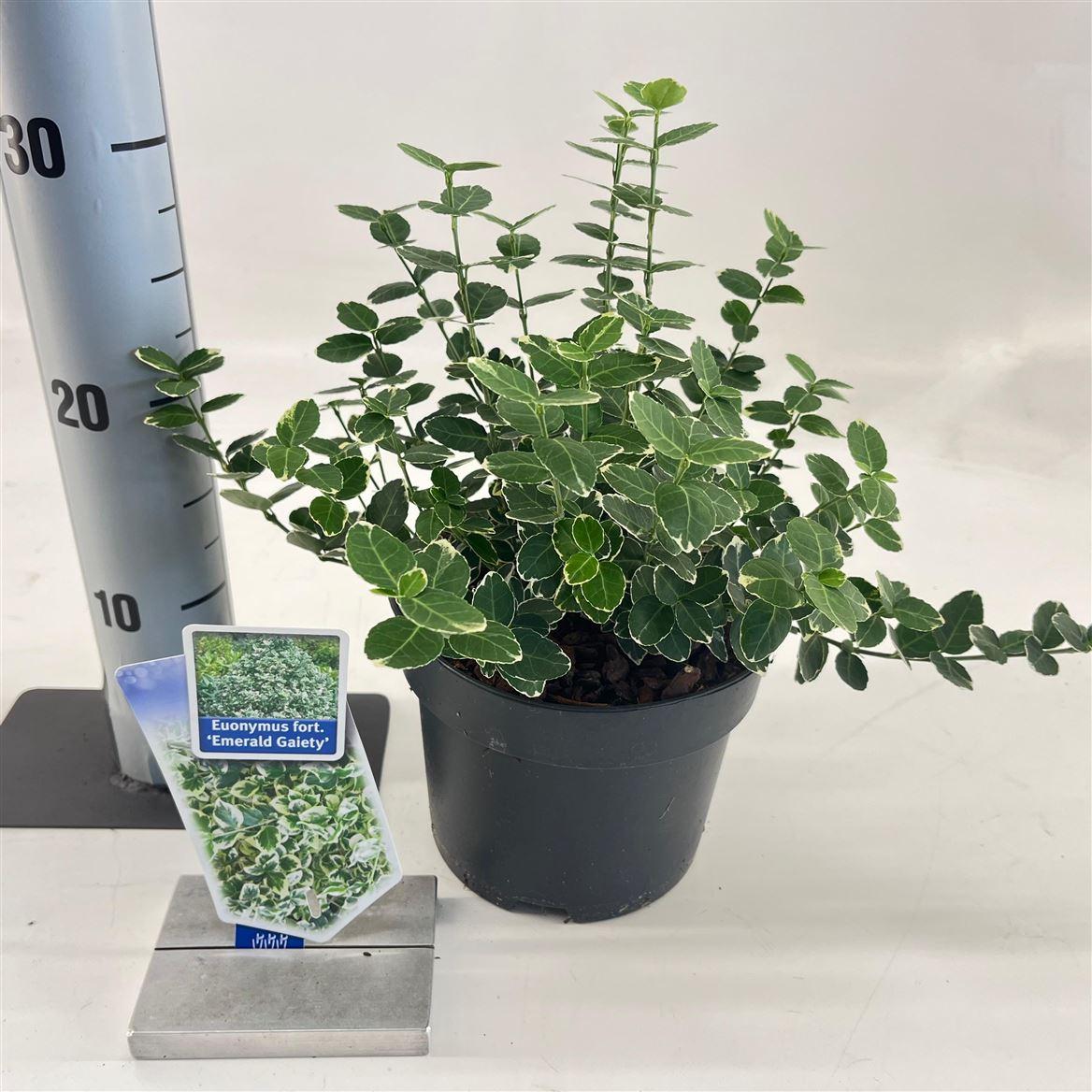 Горшечные цветы и растения оптом Euonymus Fort Emerald Gaiety от 6шт из Голландии с доставкой по России Горшечные цветы и растения оптом Euonymus Fort Emerald Gaiety от 6шт из Голландии с доставкой по России