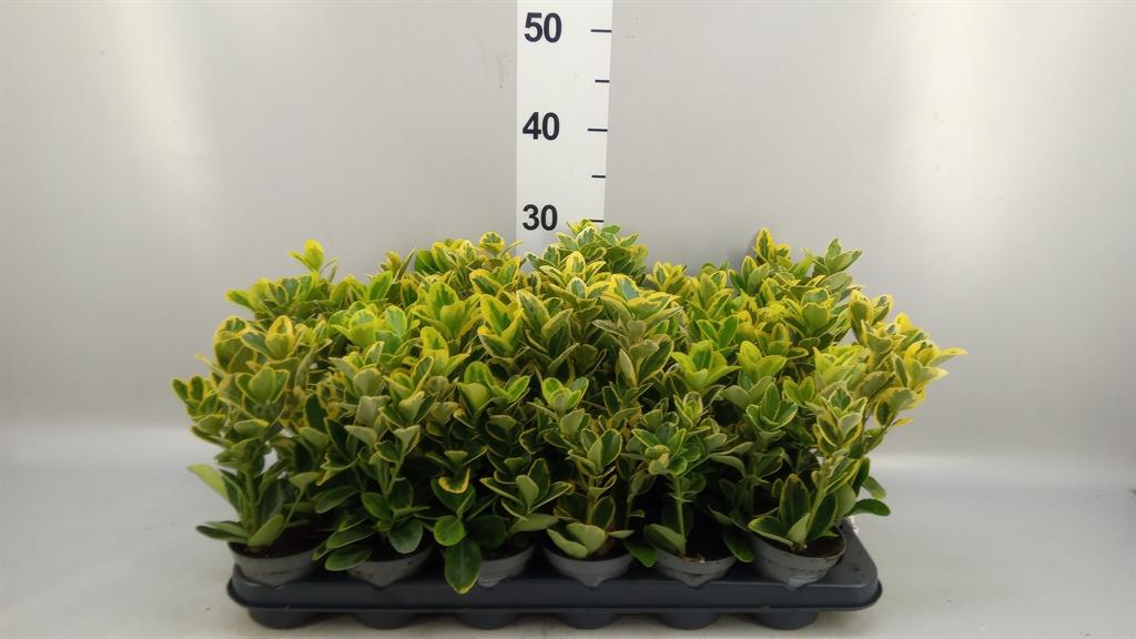 Горшечные цветы и растения оптом Euonymus Japon. aureus от 24шт (для телеги) из Голландии с доставкой по России