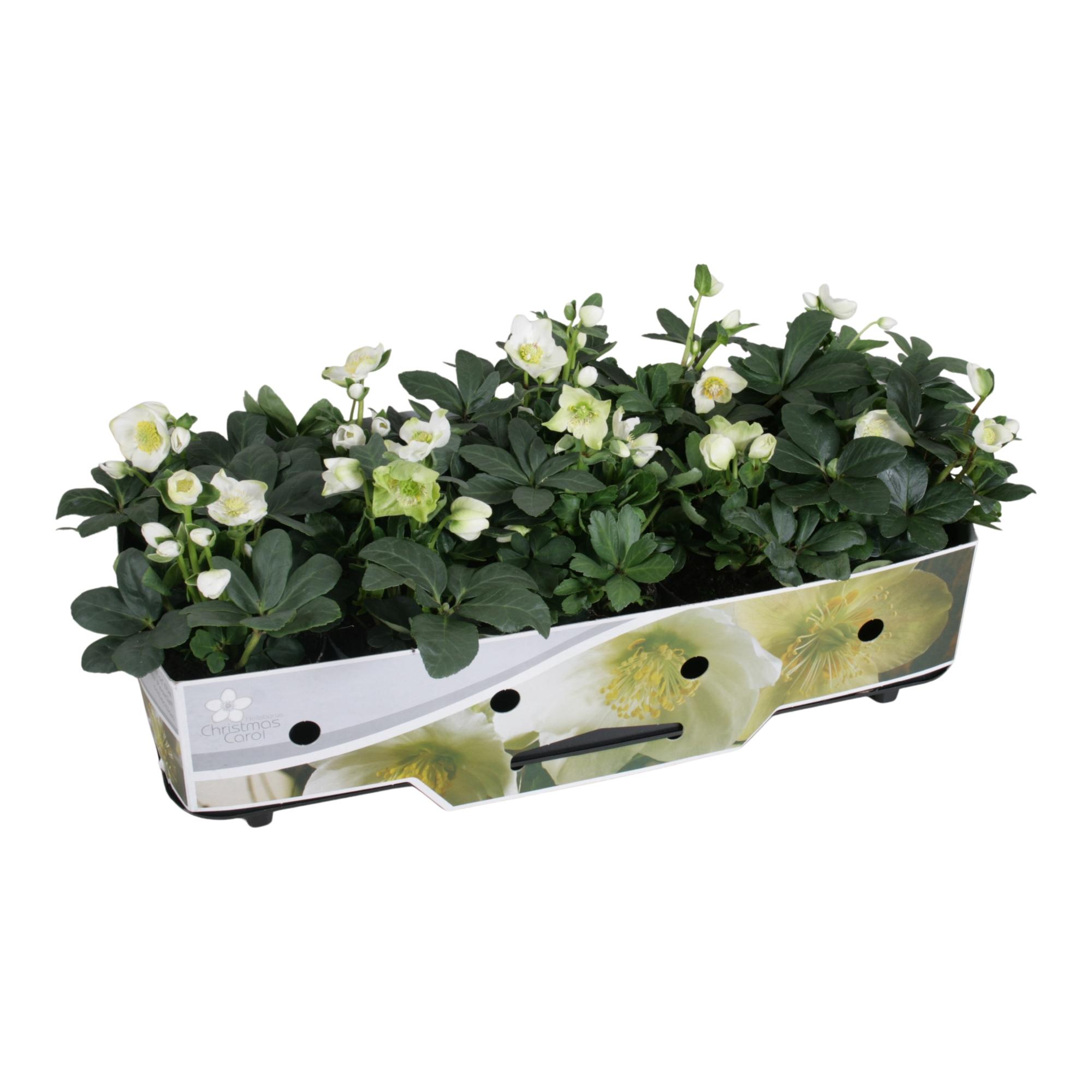Горшечные цветы и растения оптом Helleborus N. Christmas Carol 12cm (s) Met Kraag от 10шт из Голландии с доставкой по России