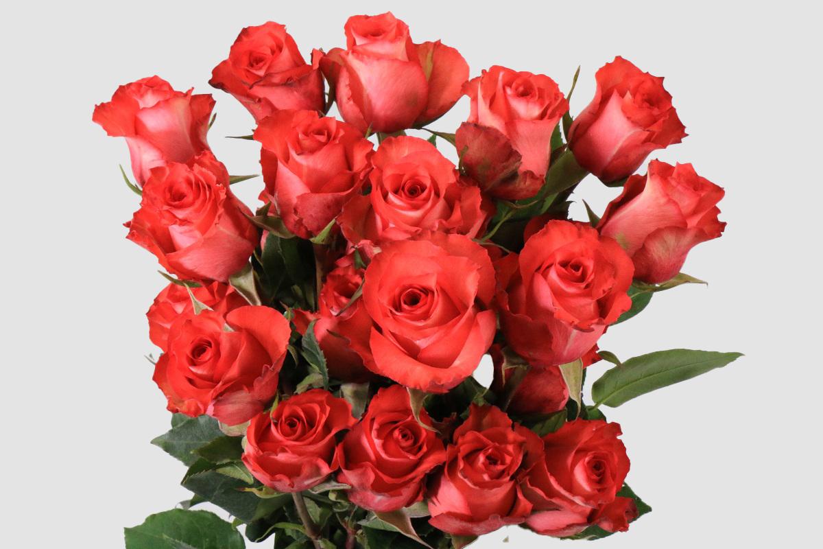 Срезанные цветы оптом Rosa ec iguana от 125шт из Голландии с доставкой по России