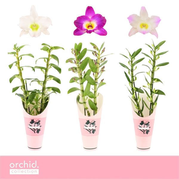 Горшечные цветы и растения оптом Den Nob 2st Mix Orchid Collection от 6шт из Голландии с доставкой по России