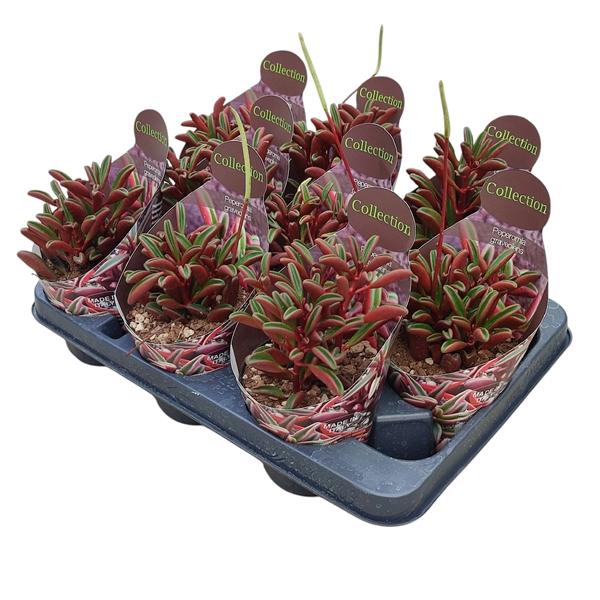 Горшечные цветы и растения оптом Peperomia Graveolens Ruby Glow Potcover от 9шт из Голландии с доставкой по России