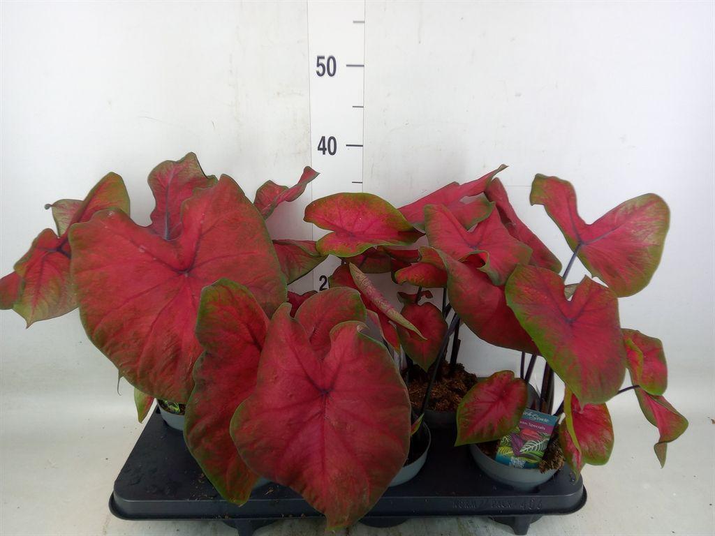 Горшечные цветы и растения оптом Caladium   ... от 6шт из Голландии с доставкой по России