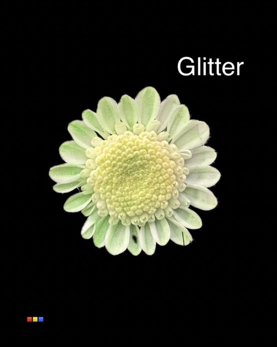 Срезанные цветы оптом Chrys sp paint stallion dusty mint + glitter от 60шт из Голландии с доставкой по России