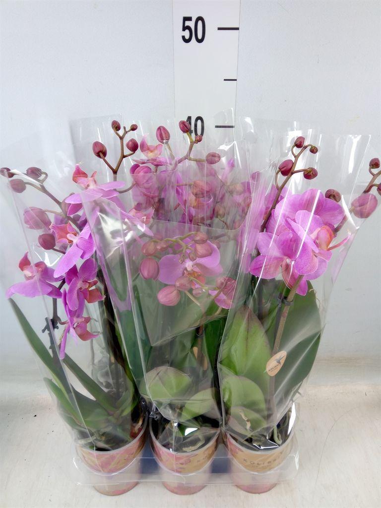 Горшечные цветы и растения оптом Phalaenopsis Multi.   ...lilac от 6шт (для телеги) из Голландии с доставкой по России