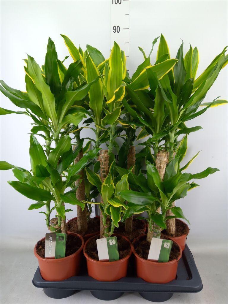 Горшечные цветы и растения оптом Dracaena Frag.   ...mix 3 от 6шт из Голландии с доставкой по России