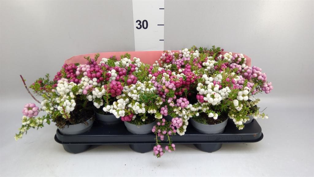 Горшечные цветы и растения оптом Gaultheria Mucronata от 12шт из Голландии с доставкой по России