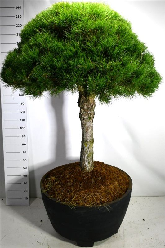 Горшечные цветы и растения оптом Pinus Nigra Nigra от 1шт из Голландии с доставкой по России
