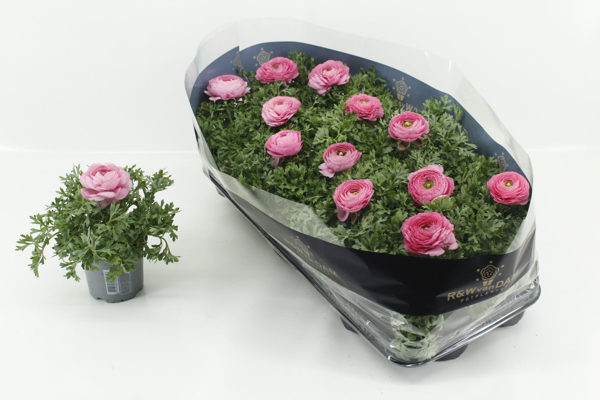 Горшечные цветы и растения оптом Ranun Sprink Pink от 12шт из Голландии с доставкой по России