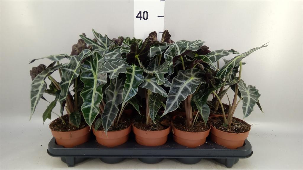 Горшечные цветы и растения оптом Alocasia Amazonica polly от 10шт (для телеги) из Голландии с доставкой по России