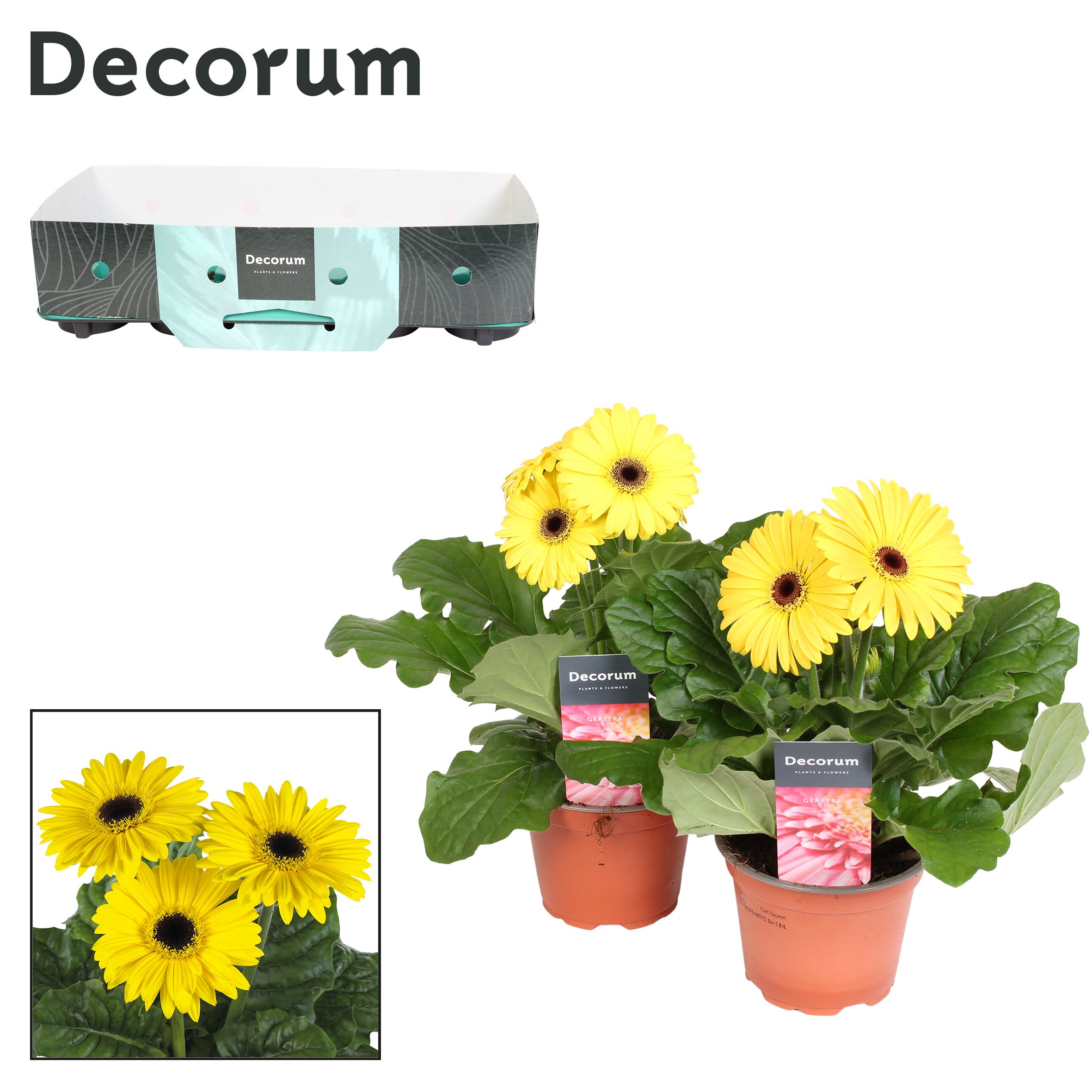 Горшечные цветы и растения оптом Gerbera Yellow 2+ Showbox (decorum) от 10шт (для телеги) из Голландии с доставкой по России