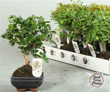 Горшечные цветы и растения оптом Bonsai Gem от 12шт из Голландии с доставкой по России Горшечные цветы и растения оптом Bonsai Gem от 12шт из Голландии с доставкой по России