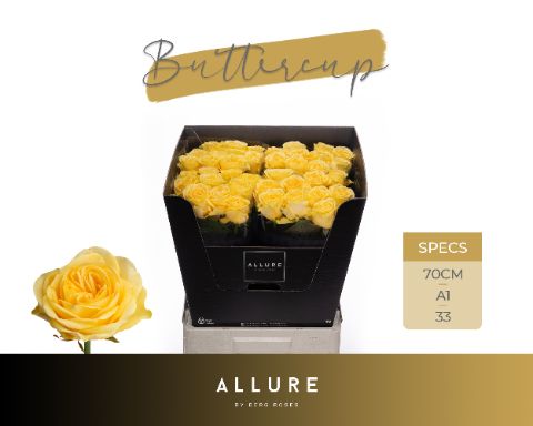 Срезанные цветы оптом Rosa large buttercup Allure от 40шт из Голландии с доставкой по России