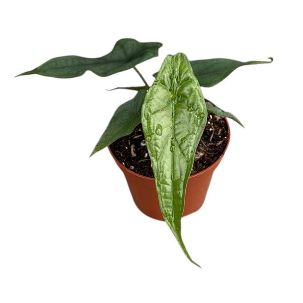 Горшечные цветы и растения оптом Alocasia Dragon Breath от 1шт (для телеги) из Голландии с доставкой по России