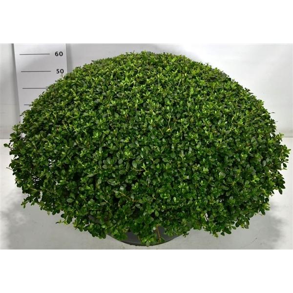 Горшечные цветы и растения оптом Rhododendron (aj) Arabesk от 1шт из Голландии с доставкой по России