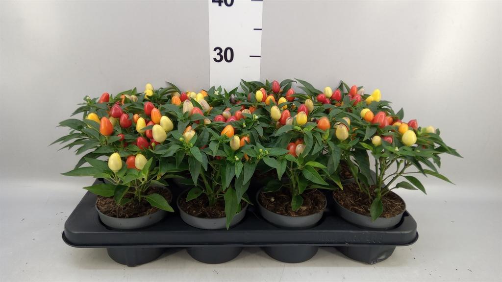 Горшечные цветы и растения оптом Capsicum Annuum cubana Muco Red от 8шт из Голландии с доставкой по России