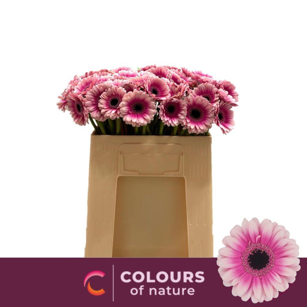 Срезанные цветы оптом Germini leando от 80шт из Голландии с доставкой по России