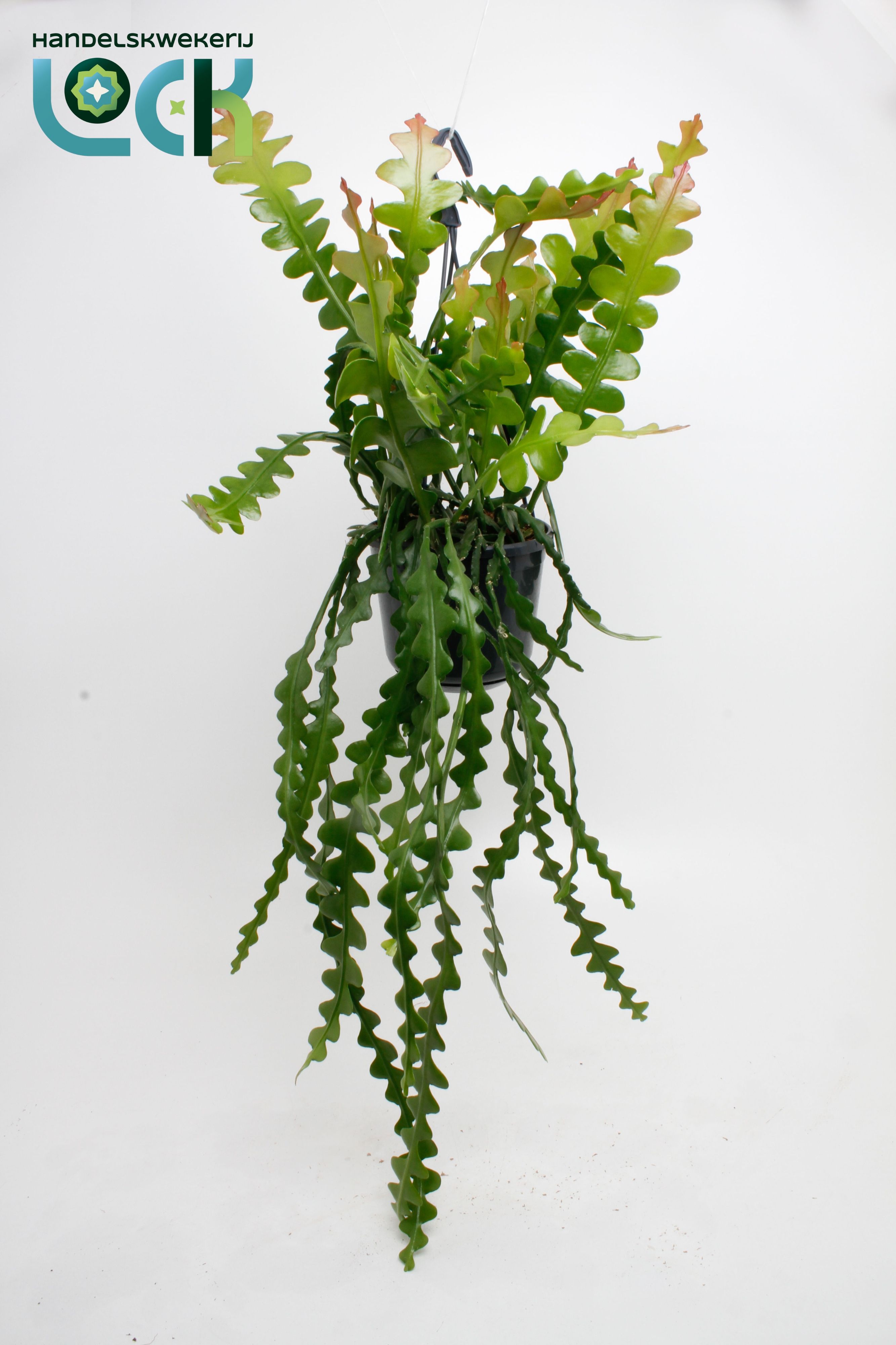 Горшечные цветы и растения оптом Epiphyllum Anguliger от 7шт из Голландии с доставкой по России