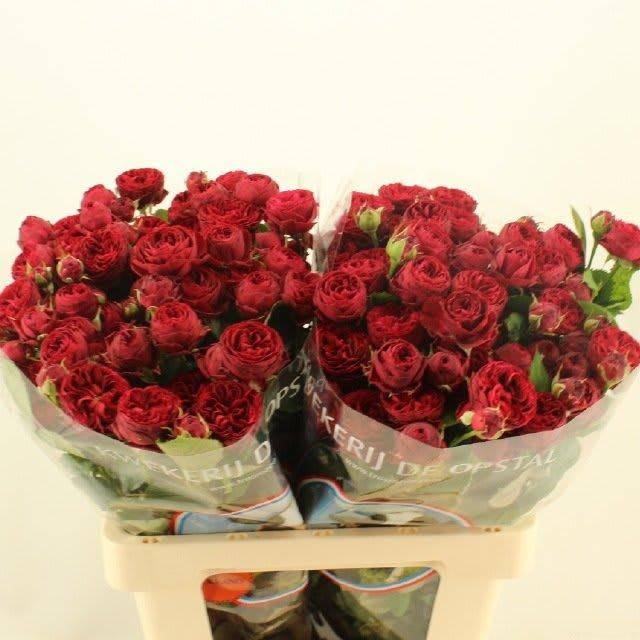 Срезанные цветы оптом Rosa spray maroon от 30шт из Голландии с доставкой по России