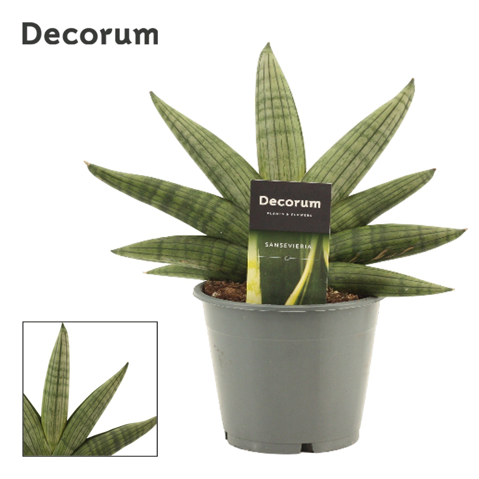 Горшечные цветы и растения оптом Sansevieria Rookie Fan (decorum) от 10шт из Голландии с доставкой по России