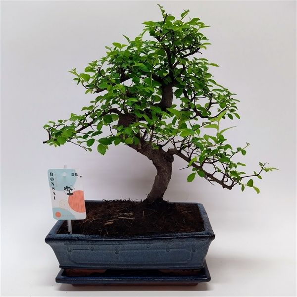 Горшечные цветы и растения оптом Bonsai Zelkova S-shape Traditional от 4шт из Голландии с доставкой по России