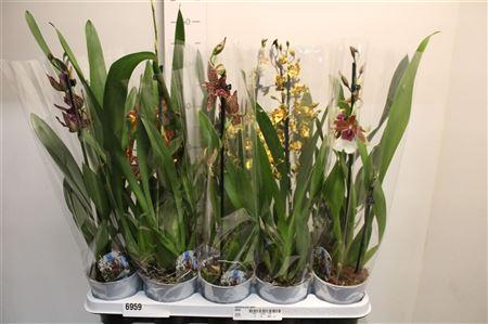 Горшечные цветы и растения оптом Cambria Grp Gem 1 Branche от 10шт из Голландии с доставкой по России