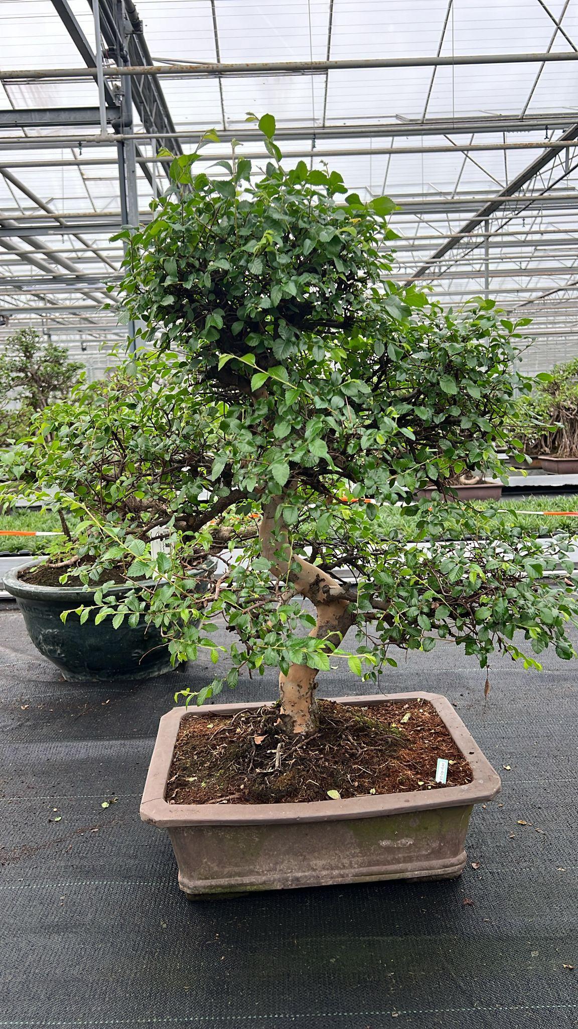 Горшечные цветы и растения оптом Zelkova Parvifolia от 1шт из Голландии с доставкой по России