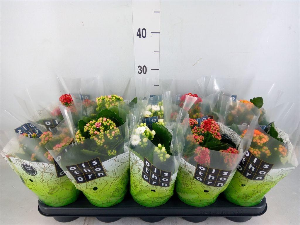 Горшечные цветы и растения оптом Kalanchoe Blos. ..rosebud Mix 5 от 10шт из Голландии с доставкой по России Горшечные цветы и растения оптом Kalanchoe Blos. ..rosebud Mix 5 от 10шт из Голландии с доставкой по России