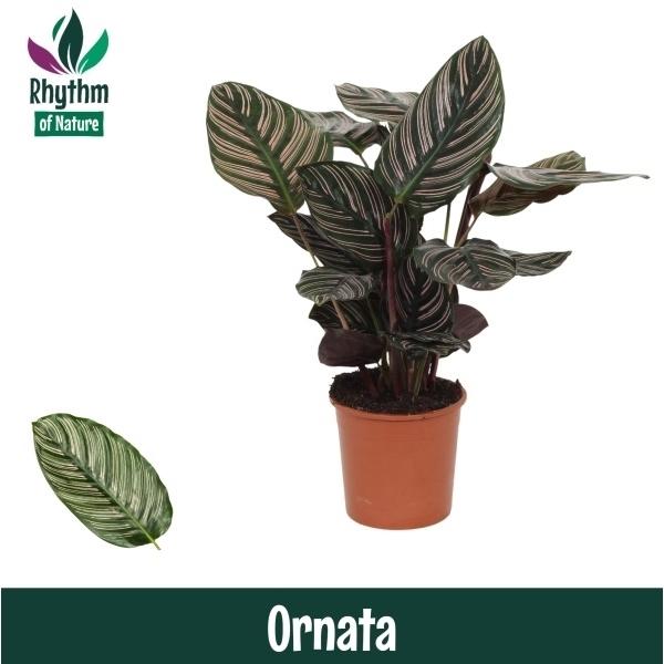 Горшечные цветы и растения оптом Calathea Ornata Rhythm Of Nature от 8шт из Голландии с доставкой по России