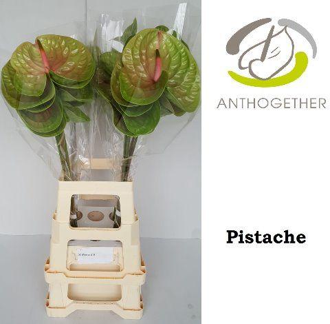Срезанные цветы оптом Anthurium pistache от 20шт из Голландии с доставкой по России