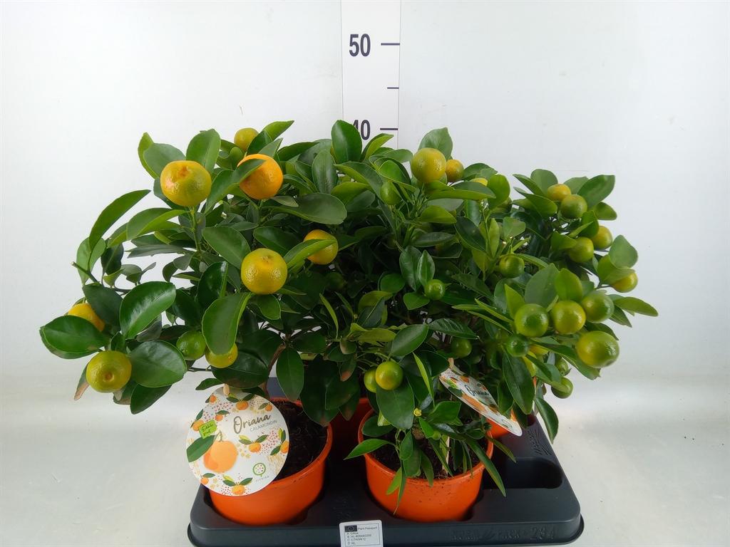 Горшечные цветы и растения оптом Citrofortunella Mic. от 4шт (для телеги) из Голландии с доставкой по России