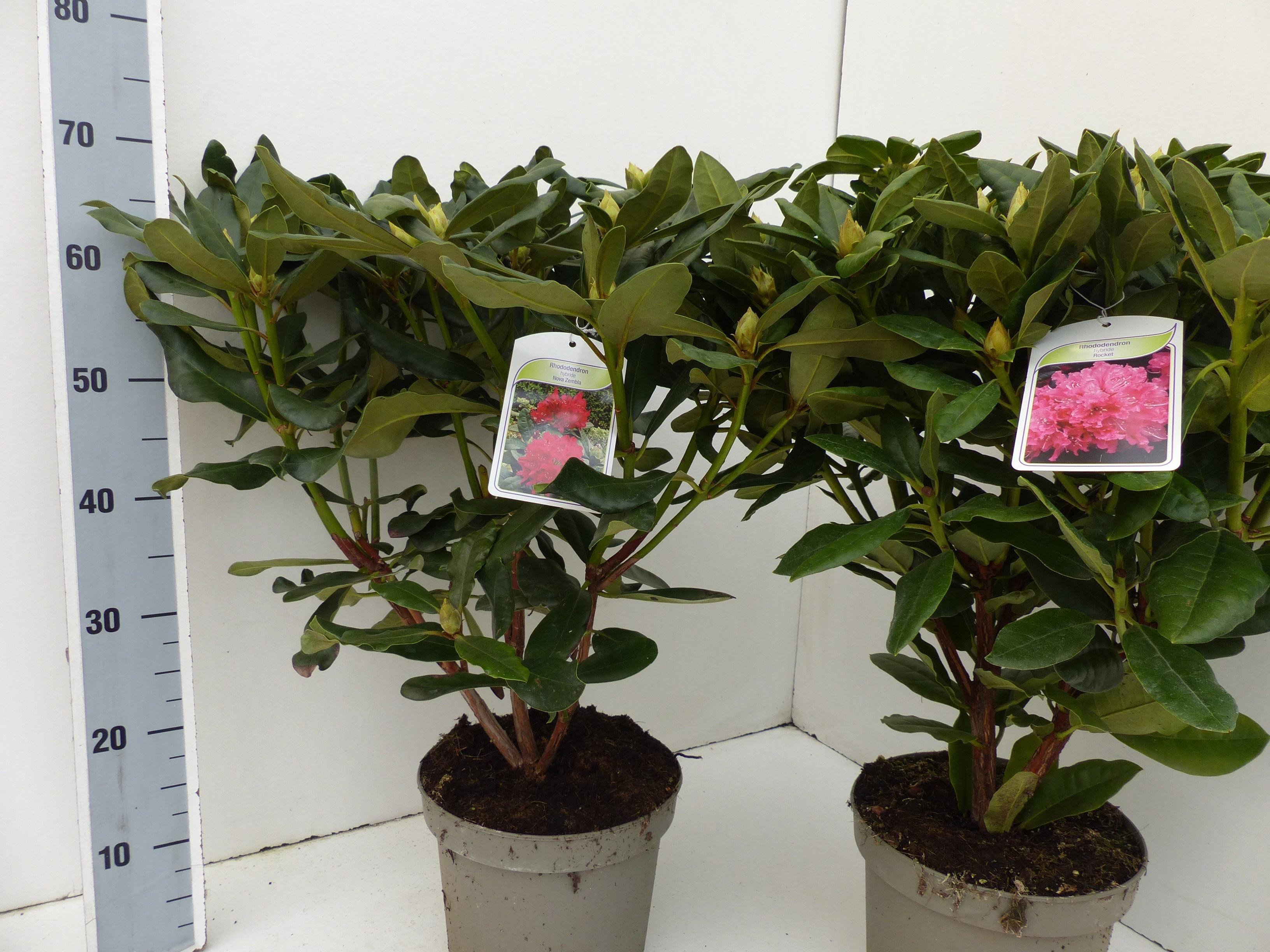 Горшечные цветы и растения оптом Rhod Gem от 1шт из Голландии с доставкой по России