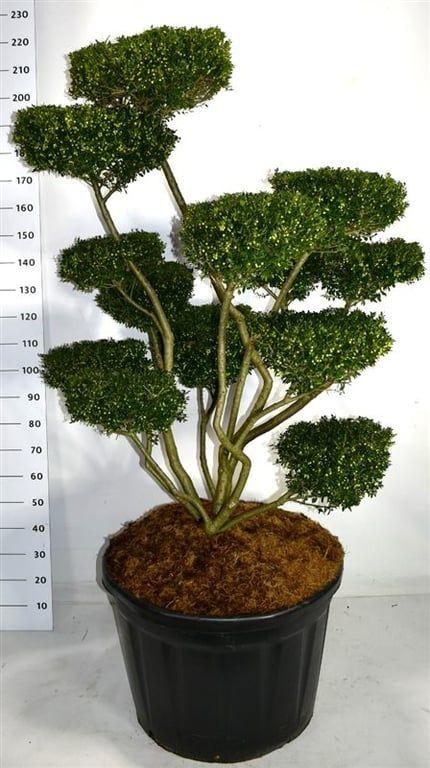 Горшечные цветы и растения оптом Ilex Crenata fructu Luteo от 1шт из Голландии с доставкой по России
